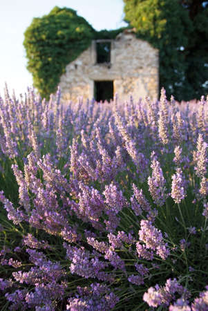 cabin and field of lavenderの写真素材