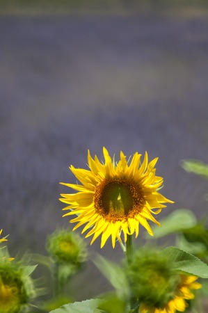 sunflower and lavender field - Dromeの写真素材