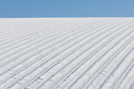 lavender field in the snow blown by the wind (Mistral)の写真素材