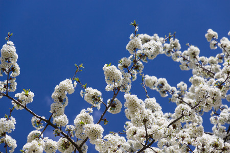  Cherry blossoms against the clear blue sky の写真素材