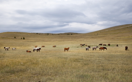 Horses in the valleyの写真素材