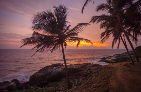 Sunset and palm trees on the beachの写真素材