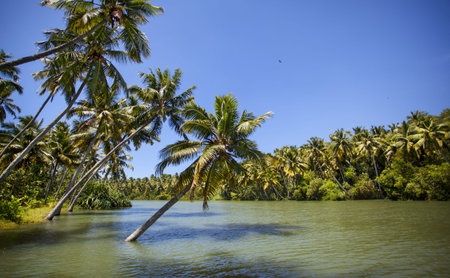 Riverbank, palm trees and water