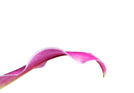 Petal of pink lily isolated on whiteの写真素材