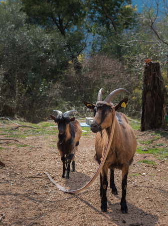 Two brown and black goats coming back from pastureの写真素材