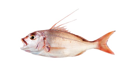 Raw fish isolated on white, no shadowの写真素材