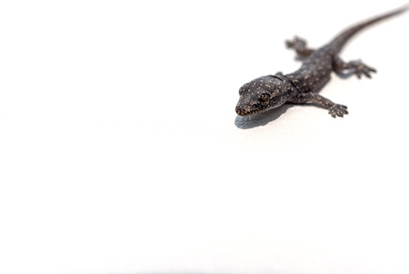 Baby lizard on white skin, bright daylight, shallow FODの写真素材