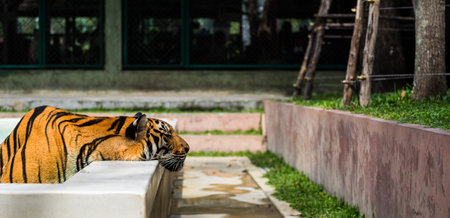 Indochinese tiger putted head on the side of pool
