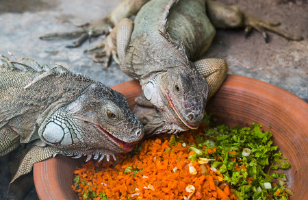 Two iguanas eating vegetables from big plate in zooの写真素材