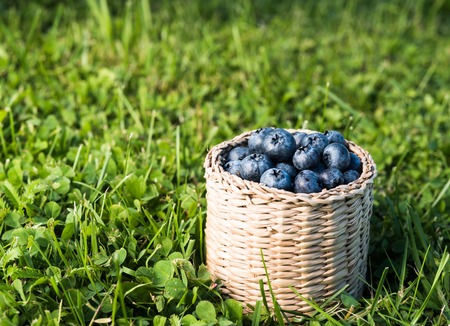 Ripe blueberry in wicker box on grassの写真素材