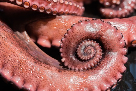 Boiled tentacles of octopus with beautiful swirl of one tentacleの写真素材