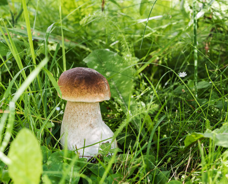 Beautiful cep growing from grass, sunny dayの写真素材