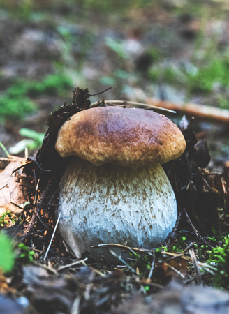 Beautiful cep growing from the ground in forest, tonedの写真素材
