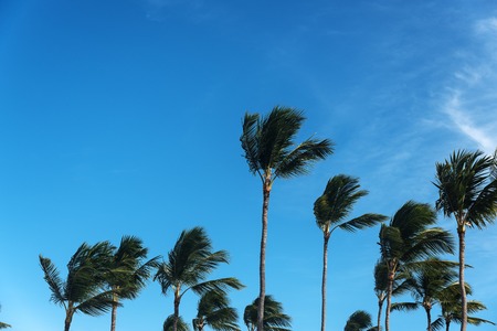 Palm's tops with the sky behind on windy dayの写真素材