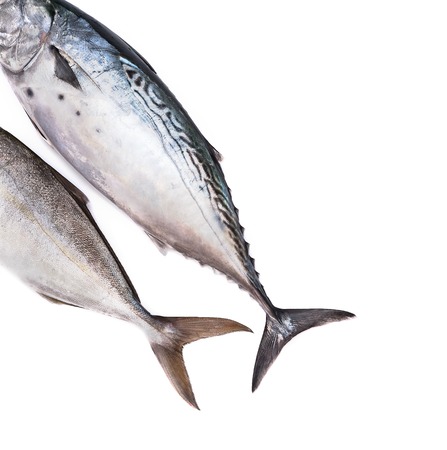 Raw fish, Bonito and Yellowtail, isolated on white with shadowの写真素材