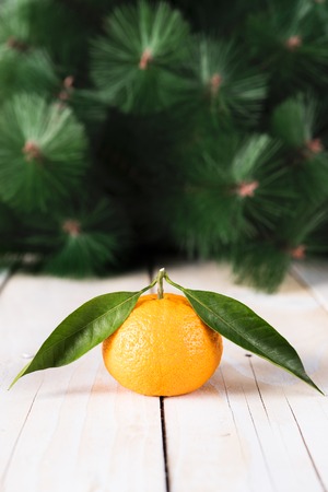 Fresh mandarine with leaves on wooden table, fir tree behindの写真素材