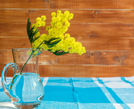 Branch of mimosa on table with blue table-clothの写真素材