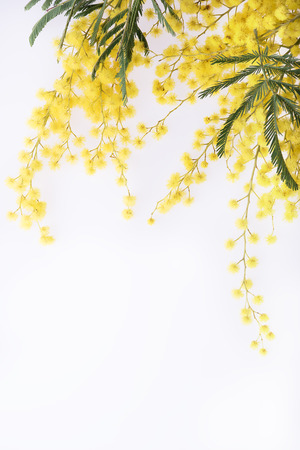 Fresh mimosa flower on white background closeupの写真素材