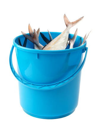 Bucket with fresh fish on white backgroundの写真素材