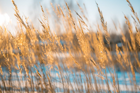 Closeup of dry grass on a snowy field, toned