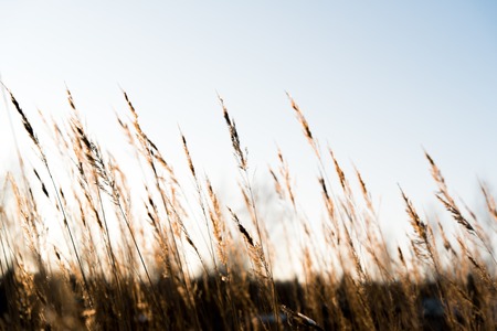 Closeup of dry grass on a snowy field, tonedの写真素材