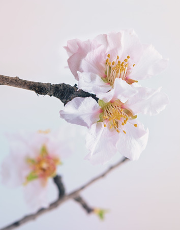 Closeup on cherry flower with soft daylightの写真素材