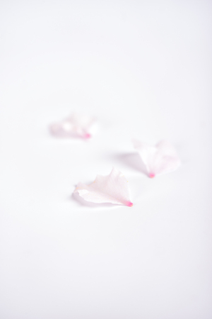 Closeup on cherry flower with soft daylightの写真素材