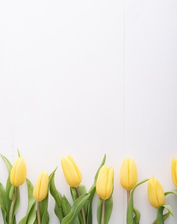 Top view on yellow tulips in a row on white tableの写真素材