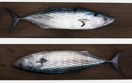 Raw fresh pelamida on rustic wooden tableの写真素材