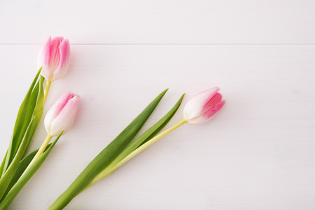 Colorful tulips on white wooden table with copy spaceの写真素材