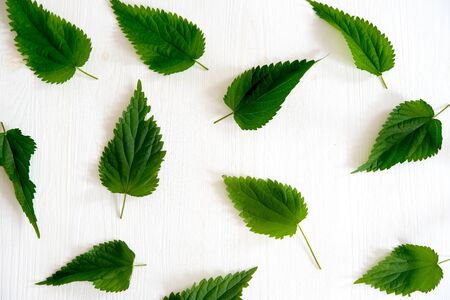 Leaves of fresh nettle on old wooden tableの写真素材