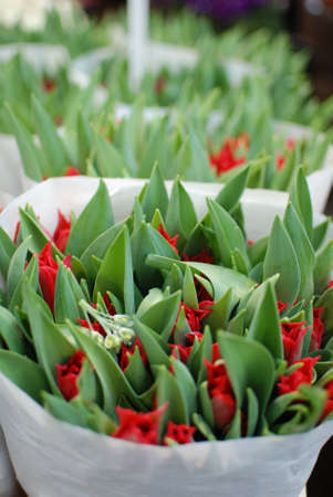 Tulip budの写真素材