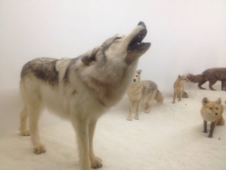 Wolf howling