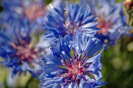 Blue Corn Flowers