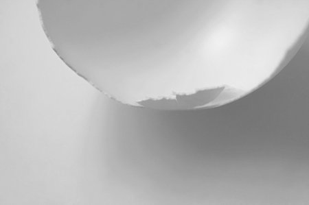 Egg Shell