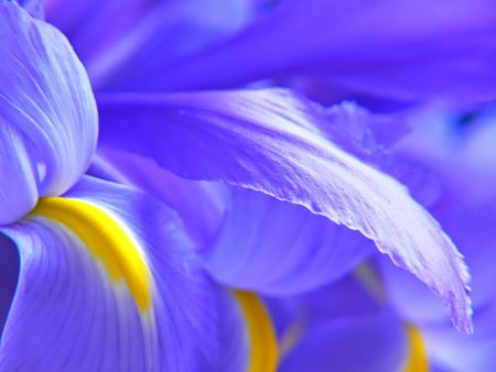 A bunch of blue flag irises.の写真素材