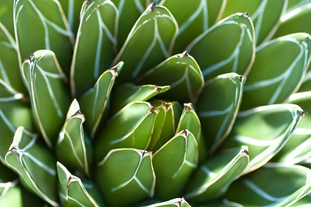 Looking down into the center of an agave plant.の写真素材