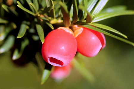 Ripe red juniper berries.の写真素材