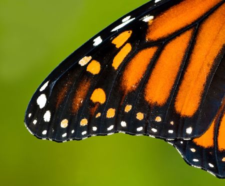 Wing of a monarch butterfly.の写真素材