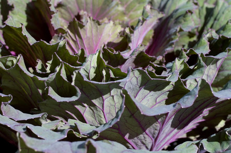 Closeup on the petals of an ornamental cabbage plant.