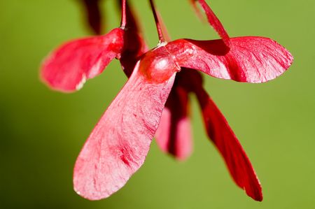 Apparently red Japanese maple trees have red keys as well.の写真素材