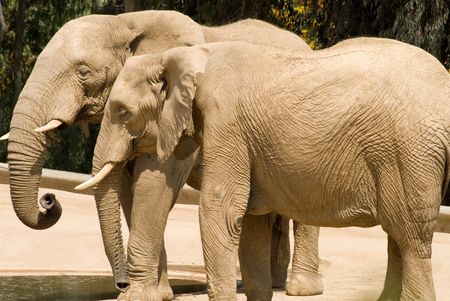 A pair of elephants, taking it easy in the desert heat - San Diego Wild Animal Park, San Diego, California.の写真素材