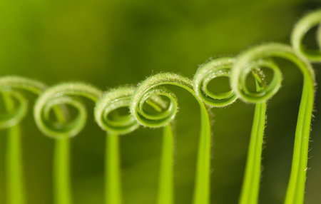 Needles on a brand new palm frond are still curved up.