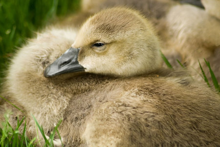 A clutch of new Canada Geese, looking impossibly cute.の写真素材