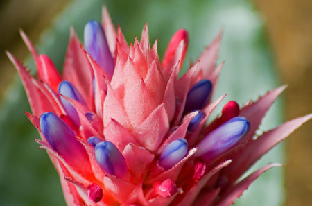 Closeup of an exotic tropical, multicolored bromeliad flower.