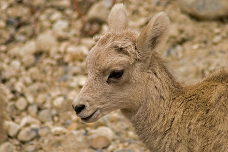 He'll be a Big Horned Sheep eventually, but now he's just plain adorable - baby mountain sheep - Banff National Park, Alberta, Canada.の写真素材