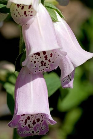 Closeup of a stem full of exotic looking foxglove flowers.の写真素材
