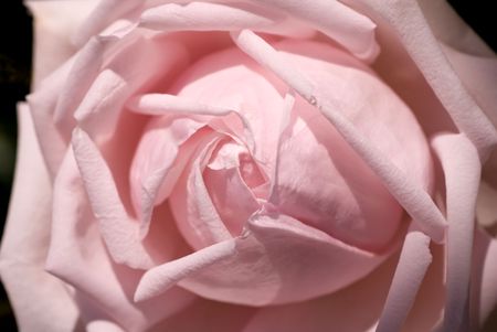 Very pretty new pink rose, just beginning to unfurl its petals.の写真素材