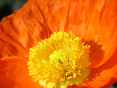 Bright, pretty and very orange - a California Poppy.の写真素材