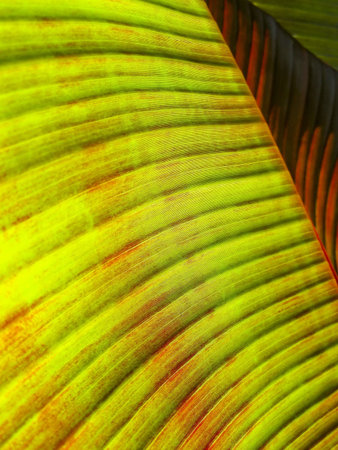 Pretty patterns result from light shining through an ornamental leaf.
